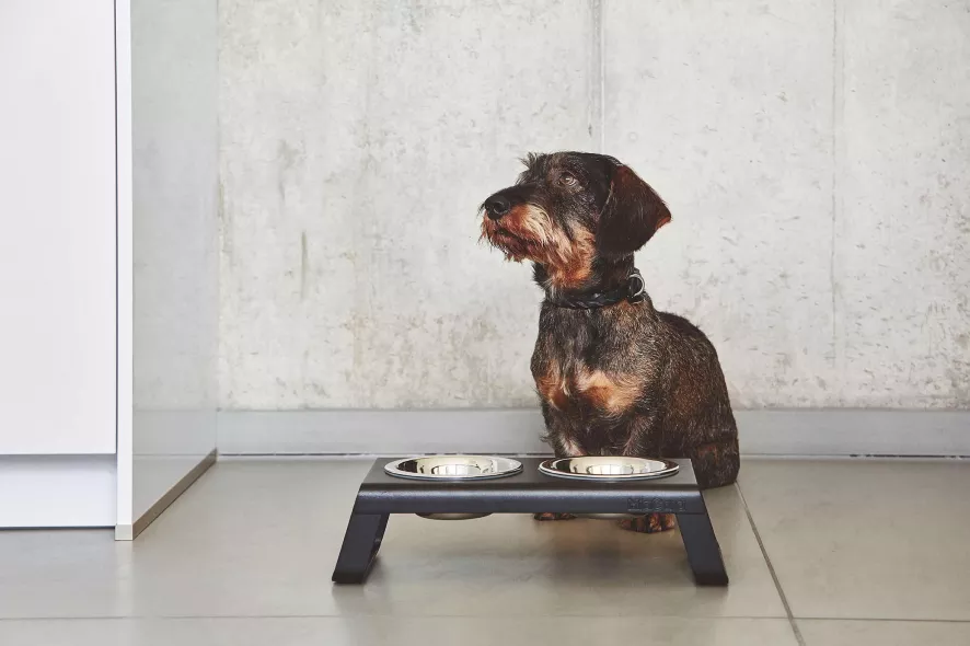 MiaCara Desco Hondenvoerbak Small Essen Zwart 5 MiaCara Desco Hondenvoerbak Small Essen Zwart - Afbeelding 3